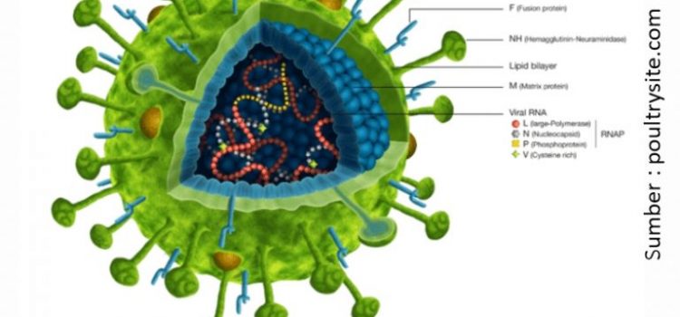 Kenali Mendalam Virus ND Terkini dan Pengendaliannya