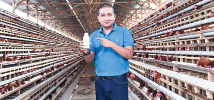 Herbal Supplements Increase Chicken Immunity