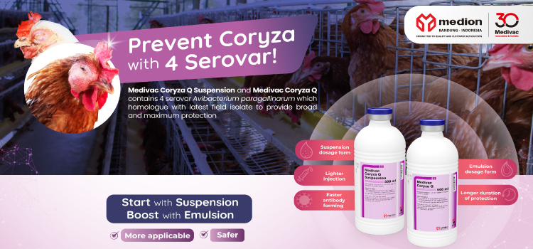 Medivac Coryza Q & Medivac Coryza Q Suspension : Homologous vaccine, complete protection against Coryza