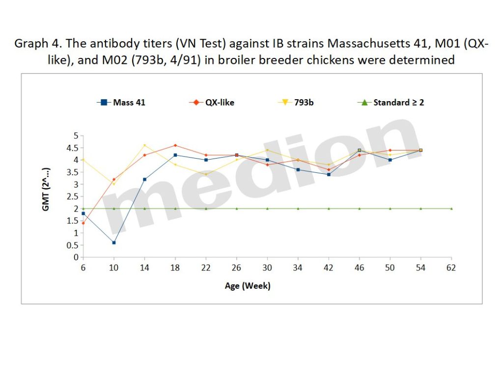 Graph 4. The antibody titers (VN Test) against IB strains Massachusetts 41, M01 (QX-like), and M02 (793b, 4/91) in broiler breeder chickens were determined