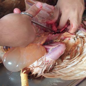 Cyst-Oviduct-300x300