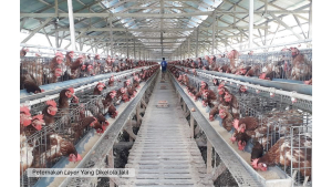 Peternakan-Layer-Yang-Dikelola-Jalil (Custom)